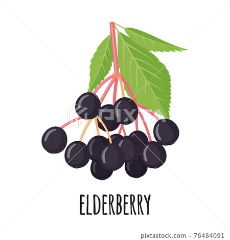 Elderberry icon in flat style isolated on white background. Elderberry icon in flat style isolated on white background. 76484091