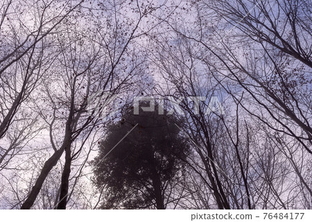 Bare tree tops 76484177