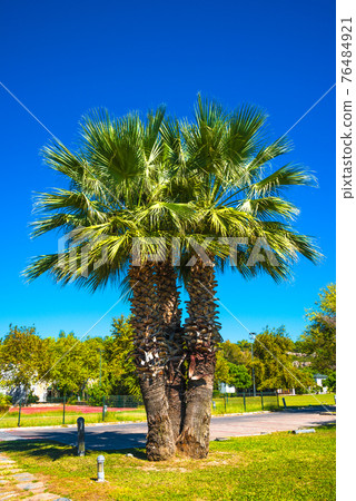 Beautiful date palm tree in front of blue sky with edible sweet fruits 76484921