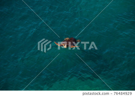 Big sea turtle in Mediterranean Sea swimming at the beach near Antalya, Turkey 76484929