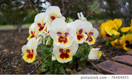 Flowers blooming in the park in spring 76484955