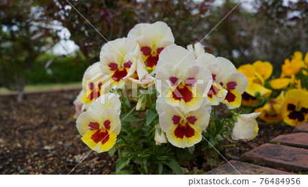 Flowers blooming in the park in spring 76484956