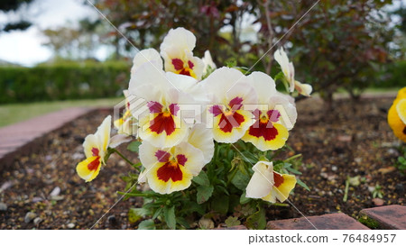 Flowers blooming in the park in spring Flowers blooming in the park in spring 76484957
