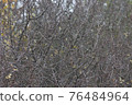 Thorn Bush Background 76484964