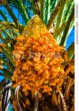 Beautiful date palm tree in front of blue sky with edible sweet fruits Beautiful date palm tree in front of blue sky with edible sweet fruits 76484981