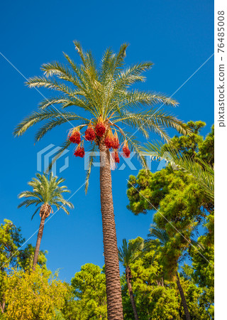 Beautiful date palm tree in front of blue sky with edible sweet fruits, Mediterranean sea, closeup 76485008