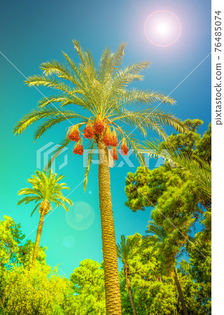 Banner concept with colorful tropical date palm trees with edible sweet fruits at blue gradient sky background with copy space and lens flare effect, details, closeup Banner concept with colorful tropical date palm trees with edible sweet fruits at blue gradient sky background with copy space and lens flare effect, details, closeup 76485074