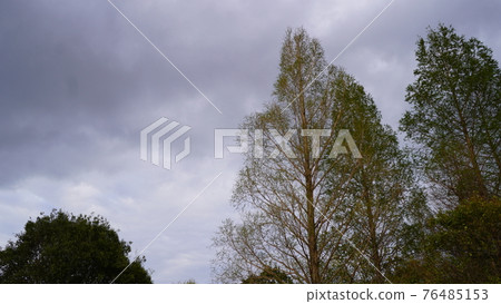 Trees such as Metasequoia in the park Trees such as Metasequoia in the park 76485153