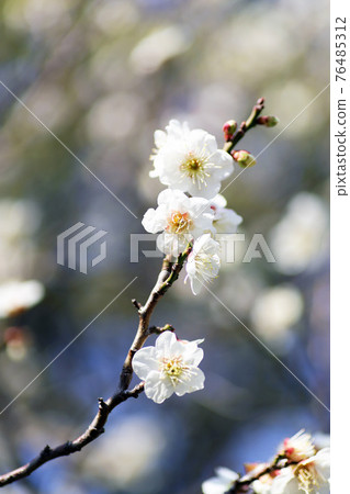 White plum blossoms in full bloom White plum blossoms in full bloom 76485312