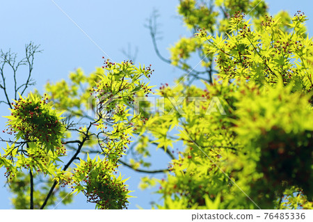 Fresh green and small red flowers of maples in the spring park 76485336