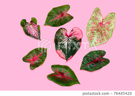 Caladium leaves on pink background. Caladium leaves on pink background. 76485420