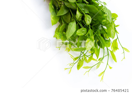 Melientha suavis pierre leaves on white background. Melientha suavis pierre leaves on white background. 76485421