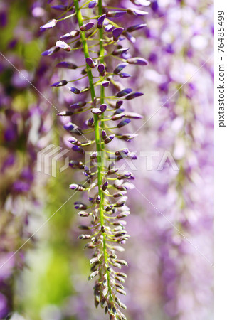 Beautiful wisteria flowers blooming in the spring park Beautiful wisteria flowers blooming in the spring park 76485499