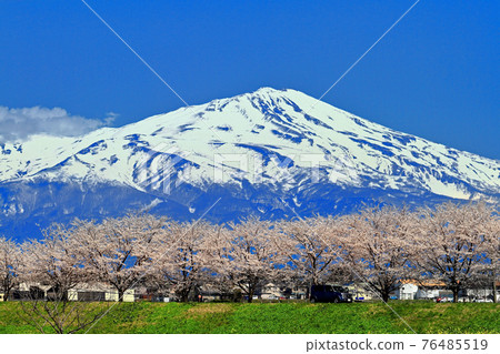 Akagawa River Cherry Blossom Trees and Mt. Chokai 76485519