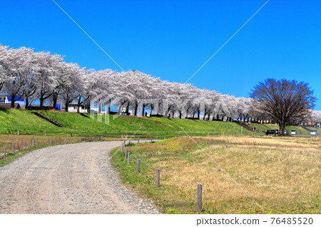 Akakawa river row of cherry blossom trees 76485520