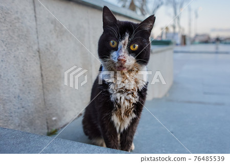 Dirty black and white stray cat sits on sidewalk in Antalya. Dirty black and white stray cat sits on sidewalk in Antalya. 76485539