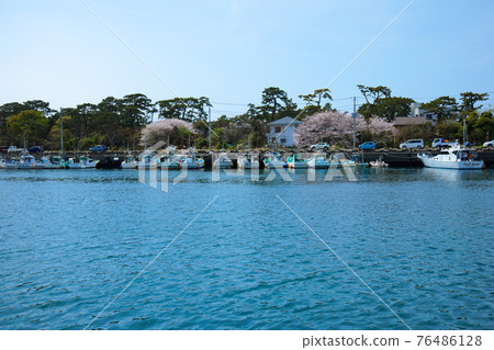 Numazu Port Wharf Quay Full Bloom Sakura 76486128