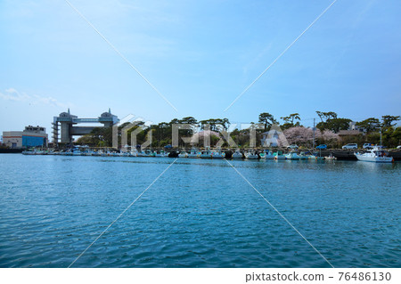 Numazu Port Large Observatory Water Gate "Byuo" and Surrounding Landscape Cherry Blossoms in Full Bloom 76486130
