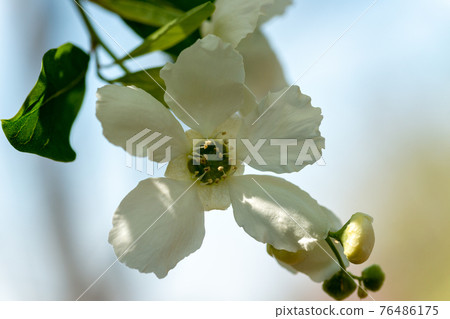 Exochorda racemosa in full bloom in Japan 76486175