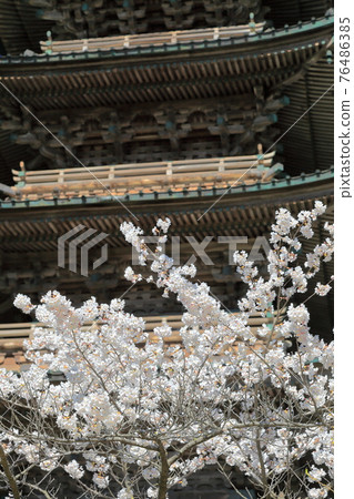 Zenpoji Temple Five-storied Pagoda and Sakura Zenpoji Temple Five-storied Pagoda and Sakura 76486385
