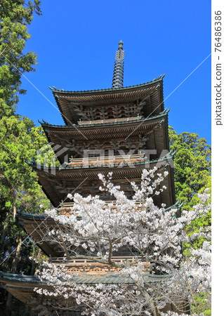 Zenpoji Temple Five-storied Pagoda and Sakura Zenpoji Temple Five-storied Pagoda and Sakura 76486386