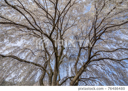 大光院 大光院 76486480