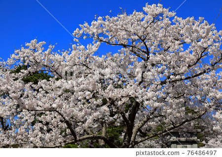 大山公園的櫻花 照片素材 圖片 圖庫