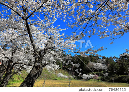 Cherry blossoms at Oyama Park 76486513