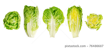 Romaine lettuce hearts. Whole and cross sections of cos lettuce heads in a row. Sturdy dark green leaves with firm ribs down their centers. Lactuca sativa longifolia. Isolated, over white, food photo. Romaine lettuce hearts. Whole and cross sections of cos lettuce heads in a row. Sturdy dark green leaves with firm ribs down their centers. Lactuca sativa longifolia. Isolated, over white, food photo. 76486687