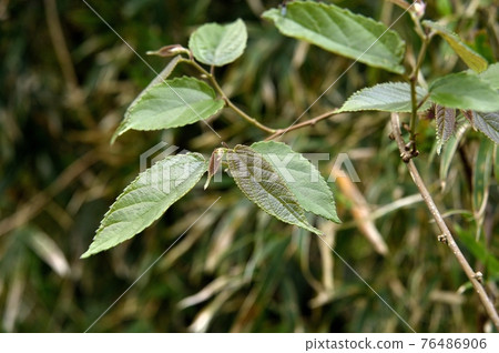鶴光藏的雌花的葉子 76486906