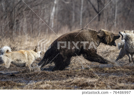 bear and dog . the dog attacks and bites the bear bear and dog . the dog attacks and bites the bear 76486997