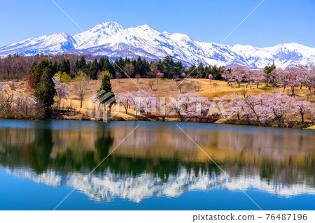 剩下的雪中有Myokoyama和櫻花 76487196