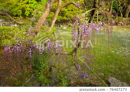 樂壽園小濱池和紫藤花開始盛開 76487273