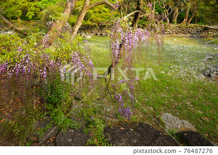 樂壽園小濱池和紫藤花開始盛開 樂壽園小濱池和紫藤花開始盛開 76487276
