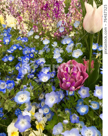 Flower field of nemophila and princess snapdragon 76487325