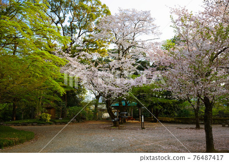 Rakujuen cherry blossoms in full bloom 76487417