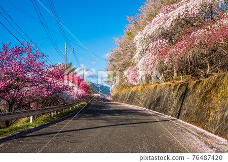 大畑花桃高速公路1號 大畑花桃高速公路1號 76487420