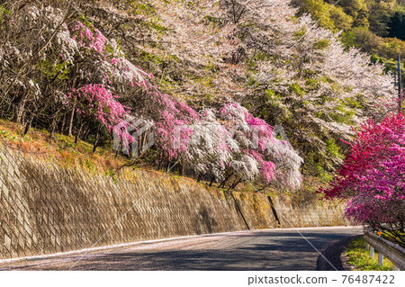 Flower peach blooming road 76487422