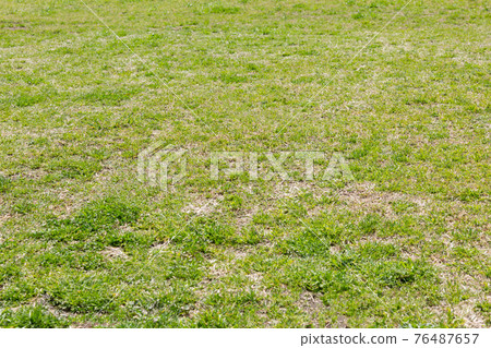 綠草 76487657