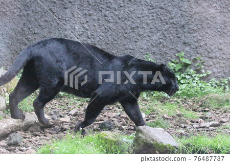 藍色苔蘚 76487787