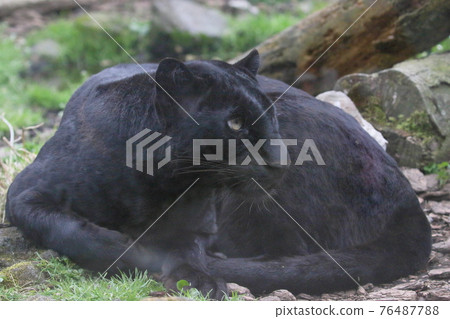 藍色苔蘚 76487788