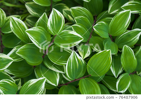 A world of variegated leaves A world of variegated leaves 76487906