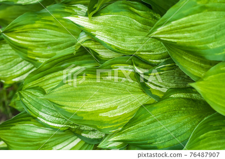 A world of variegated leaves 76487907