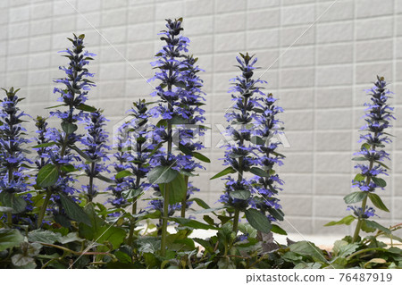 Ajuga reptans 盛開 SDGs 住宅園藝圖像 Ajuga reptans 盛開 SDGs 住宅園藝圖像 76487919