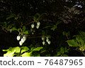 Enkianthus perulatus bloomed cutely 76487965