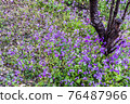 Purple strictness that colors spring 76487966