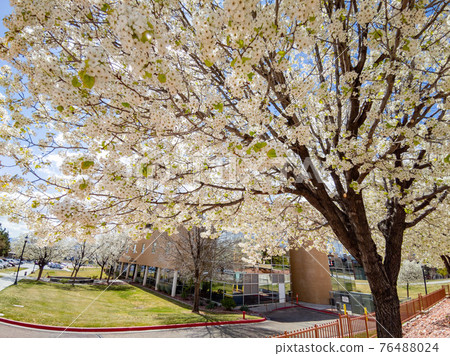 Plum blossom in the Dixie State University Plum blossom in the Dixie State University 76488024