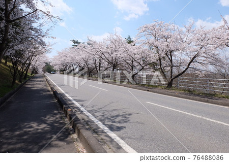 Cherry Blossom Road Cherry Blossom Road 76488086
