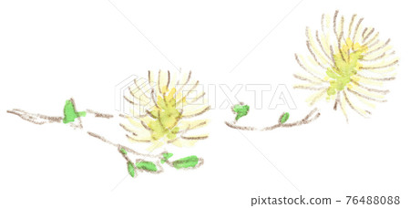 Neat and beautiful spring flowers: watercolor illustration of witch hazel 76488088