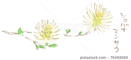 Neat and beautiful spring flowers: watercolor illustration of witch hazel Neat and beautiful spring flowers: watercolor illustration of witch hazel 76488089
